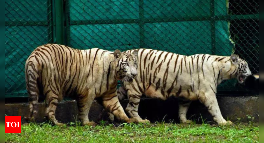 Romance-wary tiger at Gujarat zoo to get herbal aphrodisiac | India News