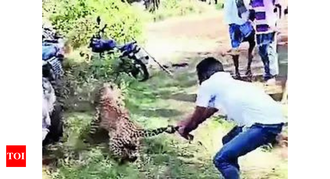 Claws out: Man catches leopard by its tail, saves villagers from jaws of death | India News