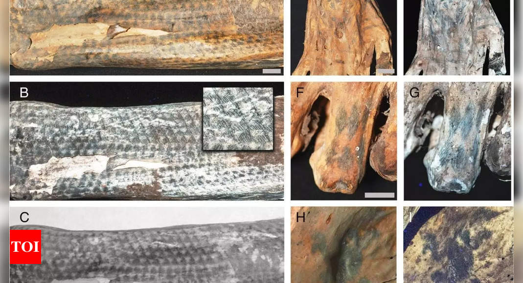 1200 Year Old Tattoed Mummy: Tattoos found on 1,200-year-old mummies, shed light on ancient Peruvian traditions |